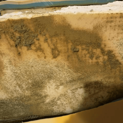 Cross-section of contaminated mattress showing bed bugs, mold, and allergens