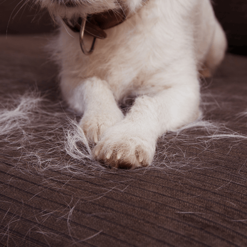 Pet Dander Accumulation